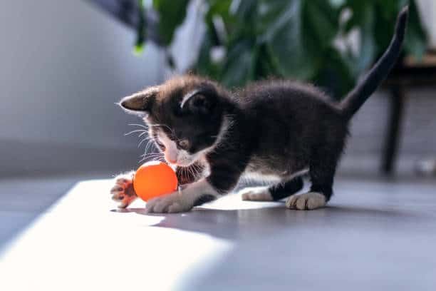 Cat playing with an orange ball