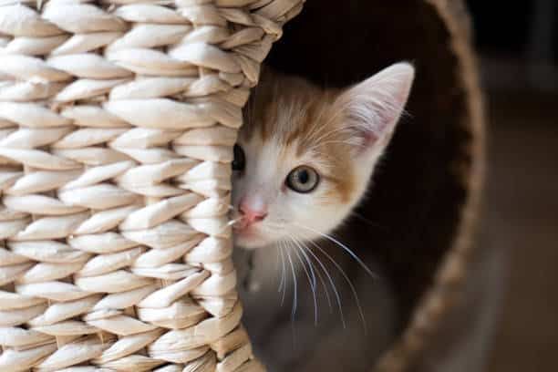 cat peeking out of a wicker pod
