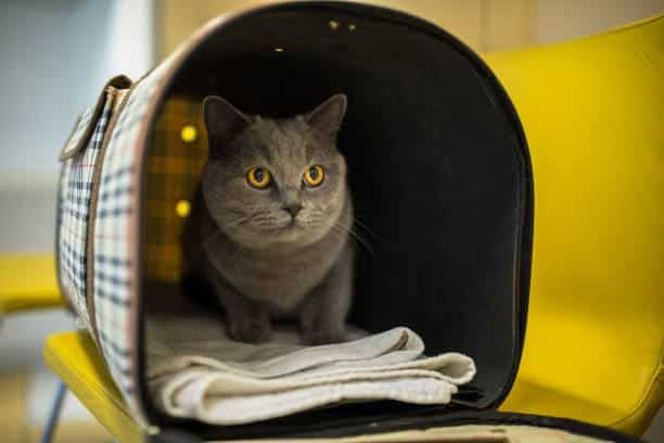 luxury cat boarding