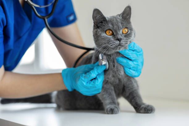 Cat with veterinarian checking it