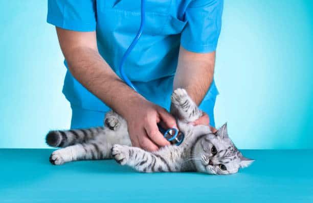 Domestic Cat, Veterinarian, Pets, Patient, Medical Exam