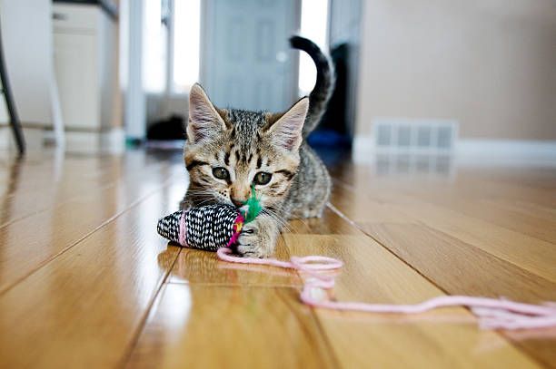 cat playing with a toy in a room