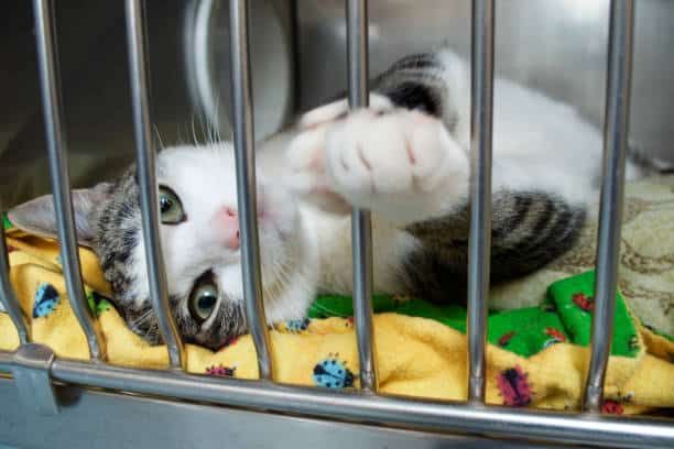 A grey and white kitten in a cat kennel