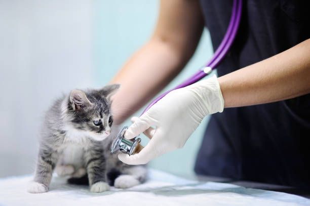 Female veterinary doctor using stethoscope for kitten