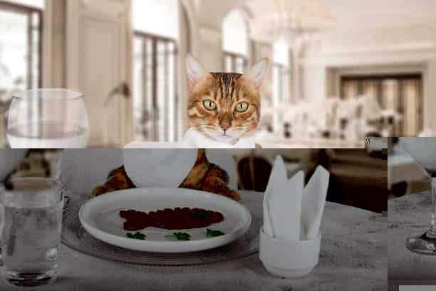 A cute cat at a delicious dinner in a restaurant at the table.