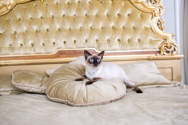 The theme is luxury and wealth. Young cat without a tail thoroughbred Mecogon bobtail lies resting on a big bed on a pillow in a Renaissance Baroque interior in France Europe Versailles Palace.