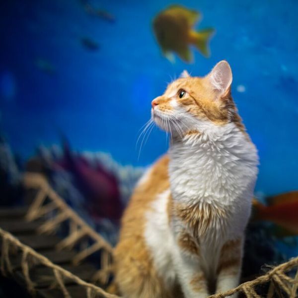 cat accommodation - ocean play room